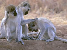 Обезьяны. фото сайта kontorakuka.ru Обезьяны. фото сайта kontorakuka.ru