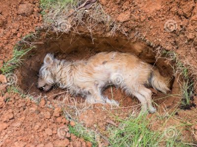 Мертвая собака Мертвая собака